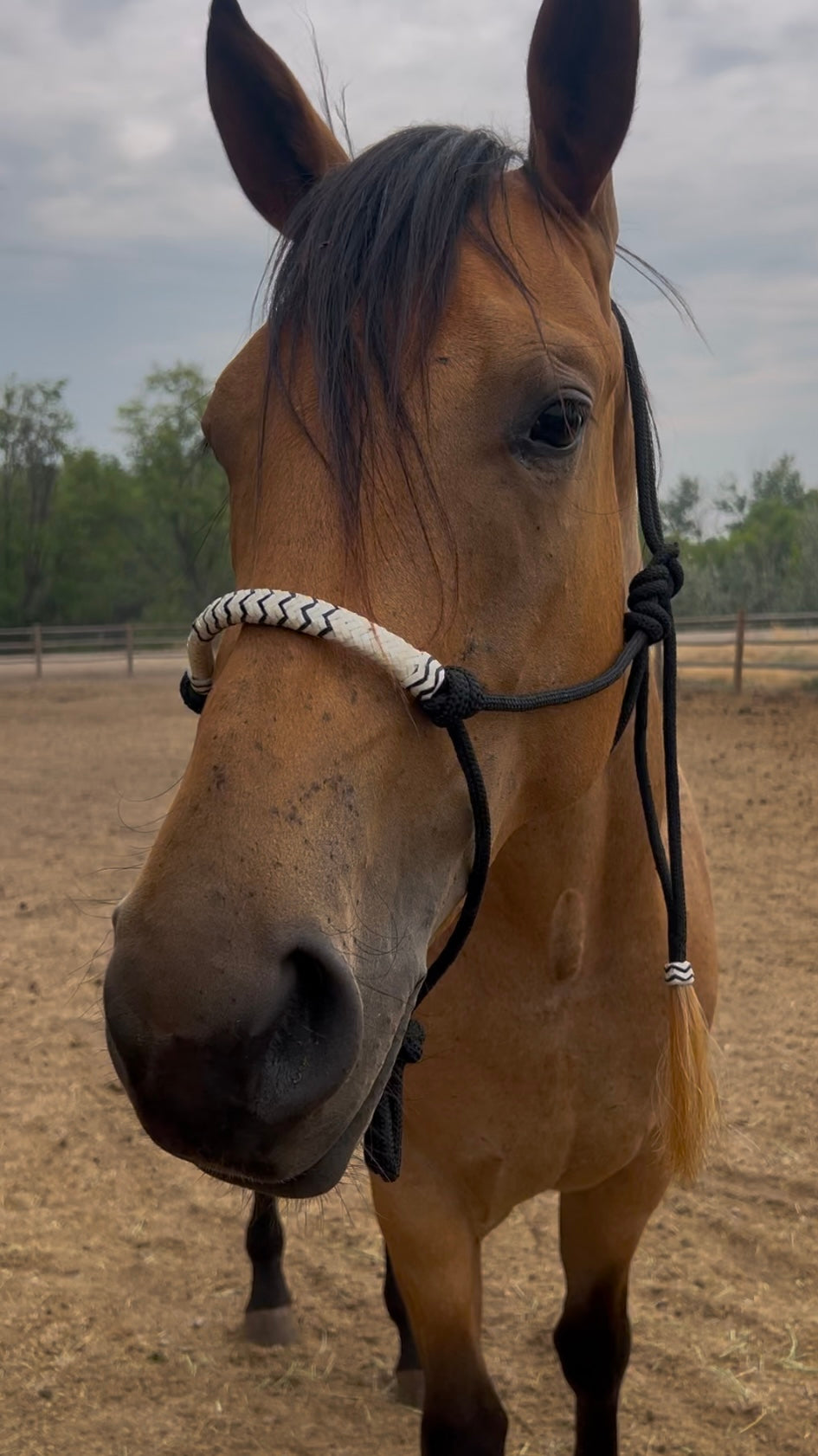 Back and white halter